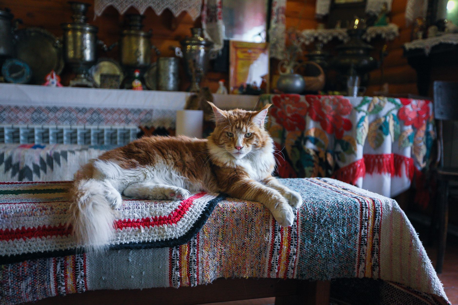 A large long-haired cat lying on a table