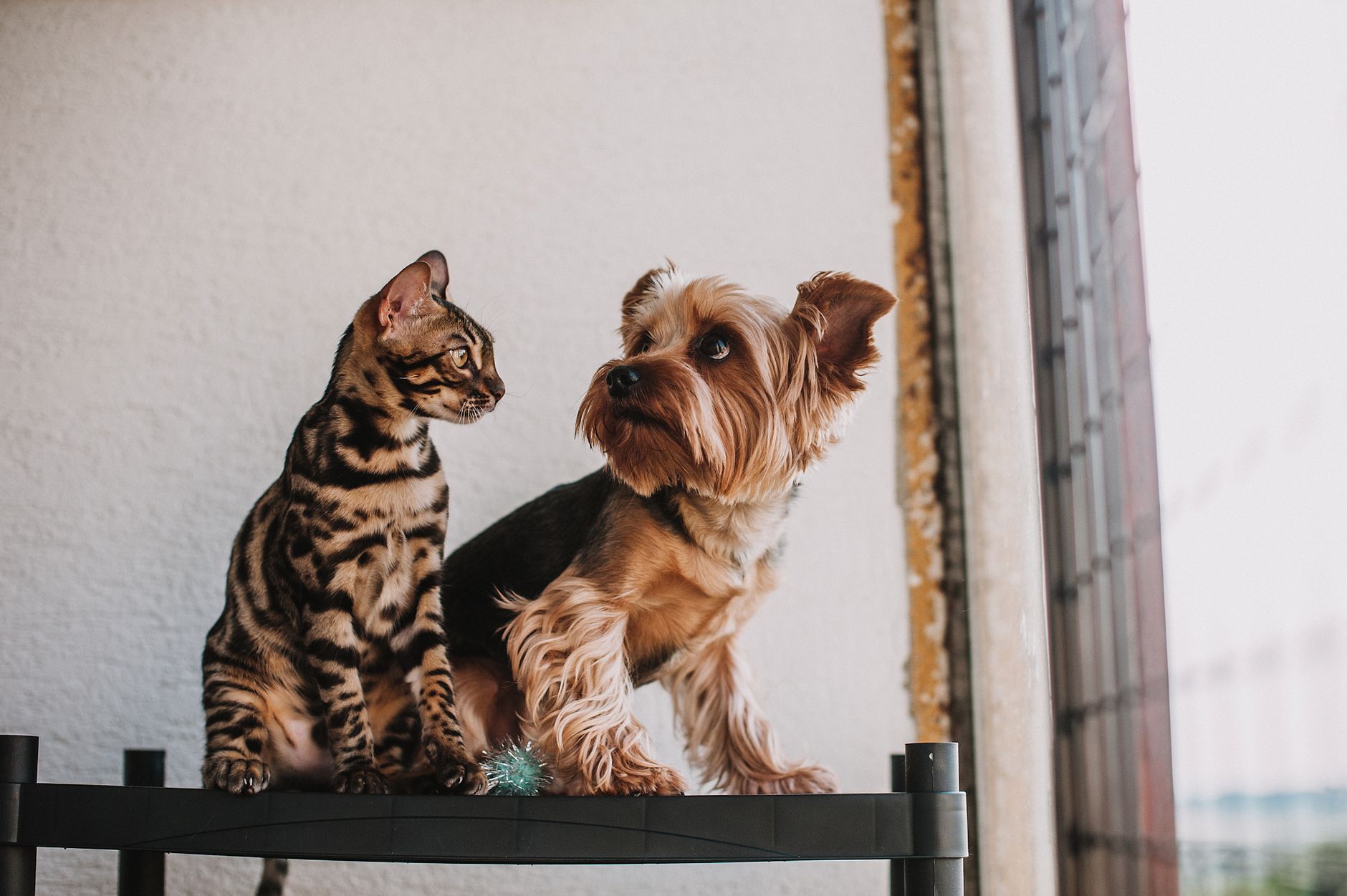 A cat and a small dog sitting together