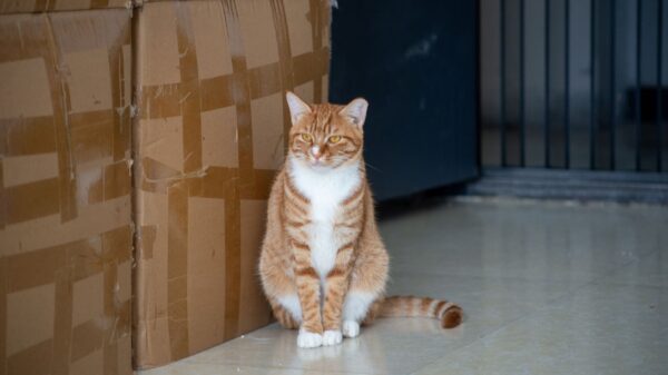 Best litter mat: a cat near a litter box at home