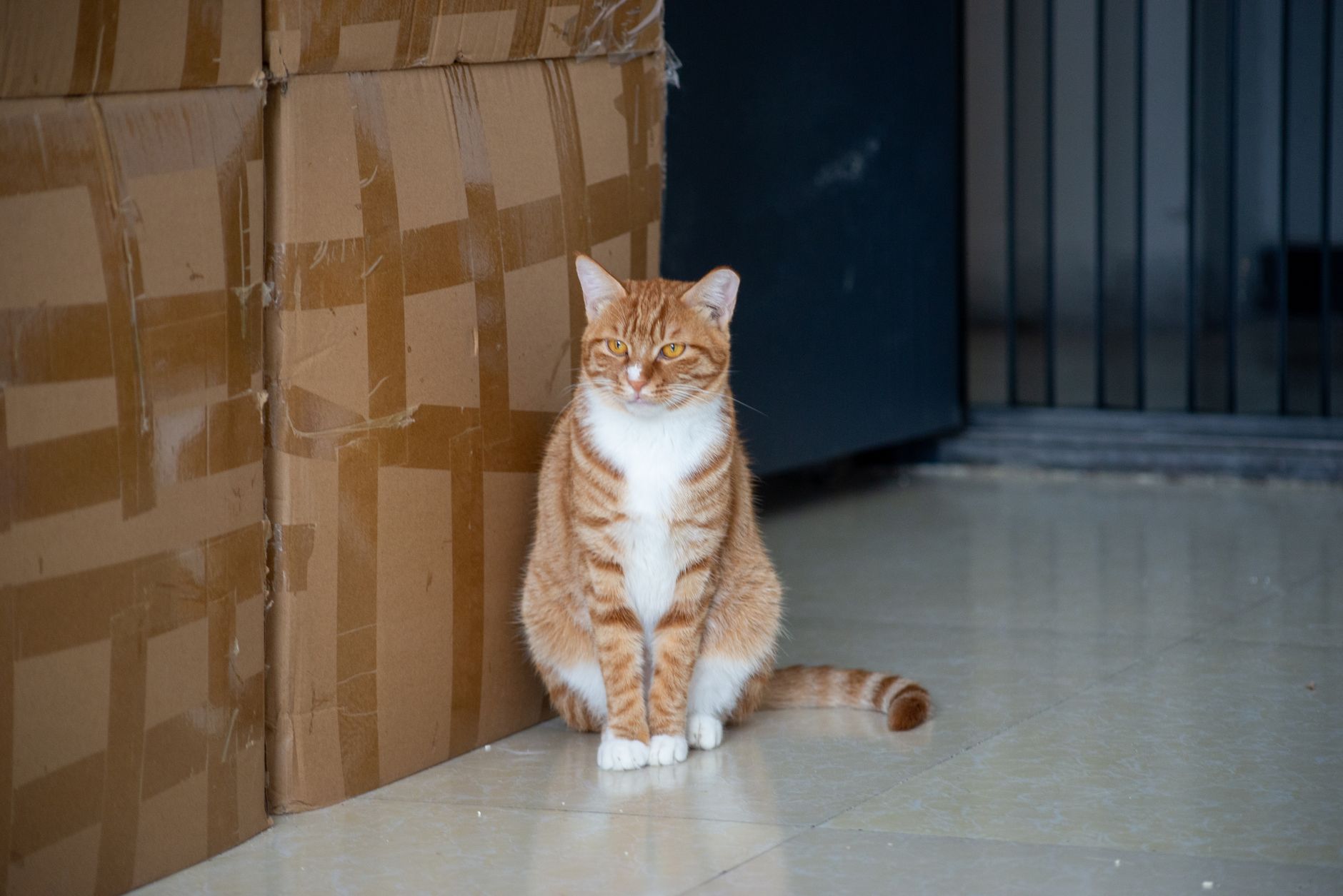 Best litter mat: a cat near a litter box at home