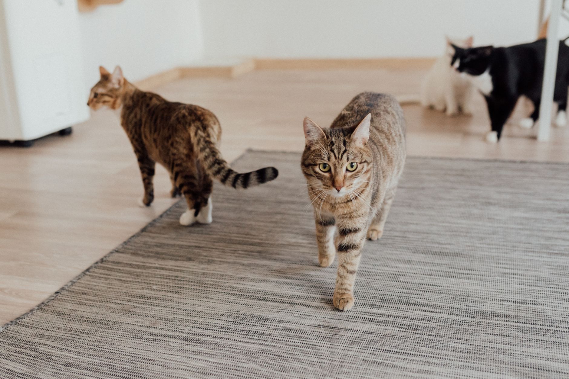 A cat walking across a floor at home