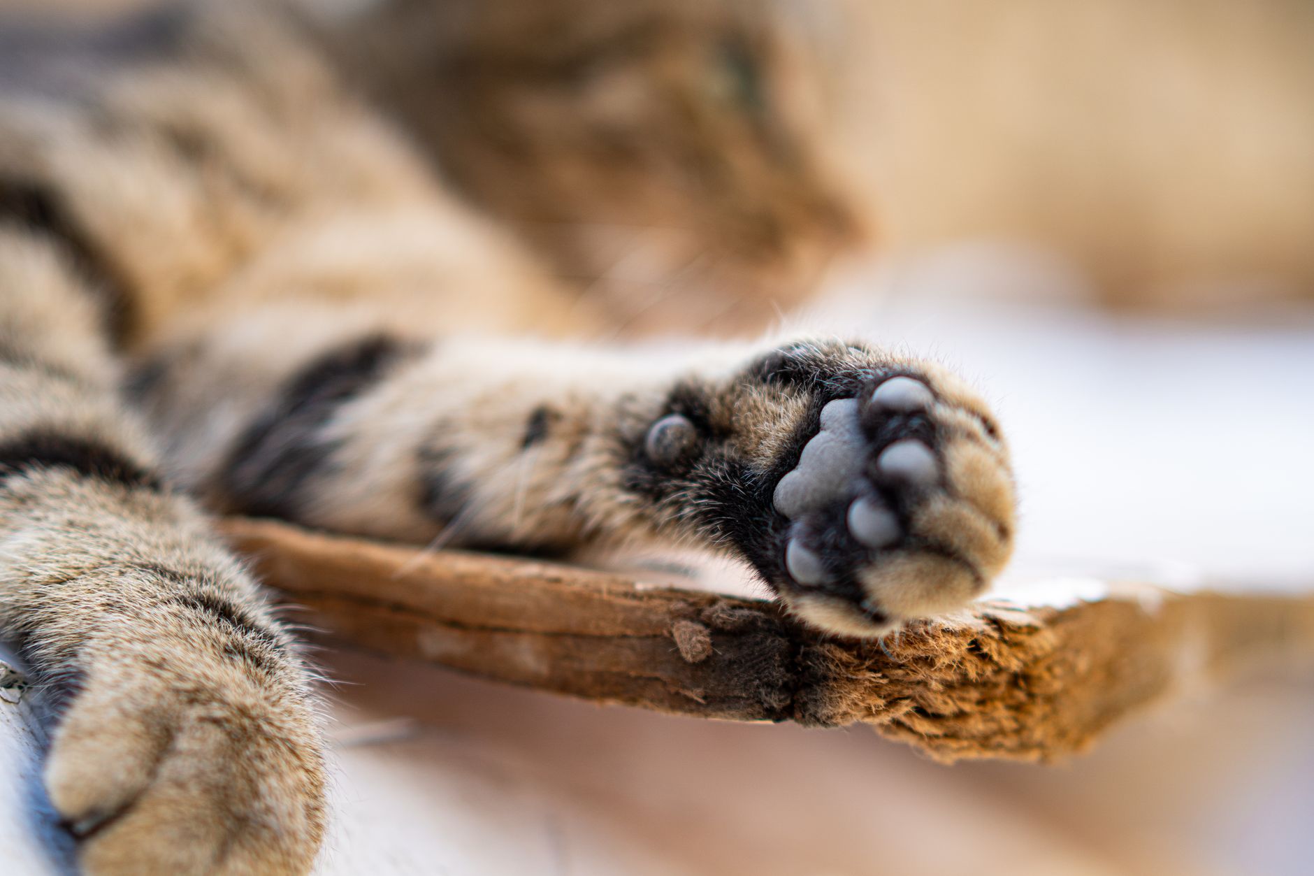 Close-up of a cat’s paws