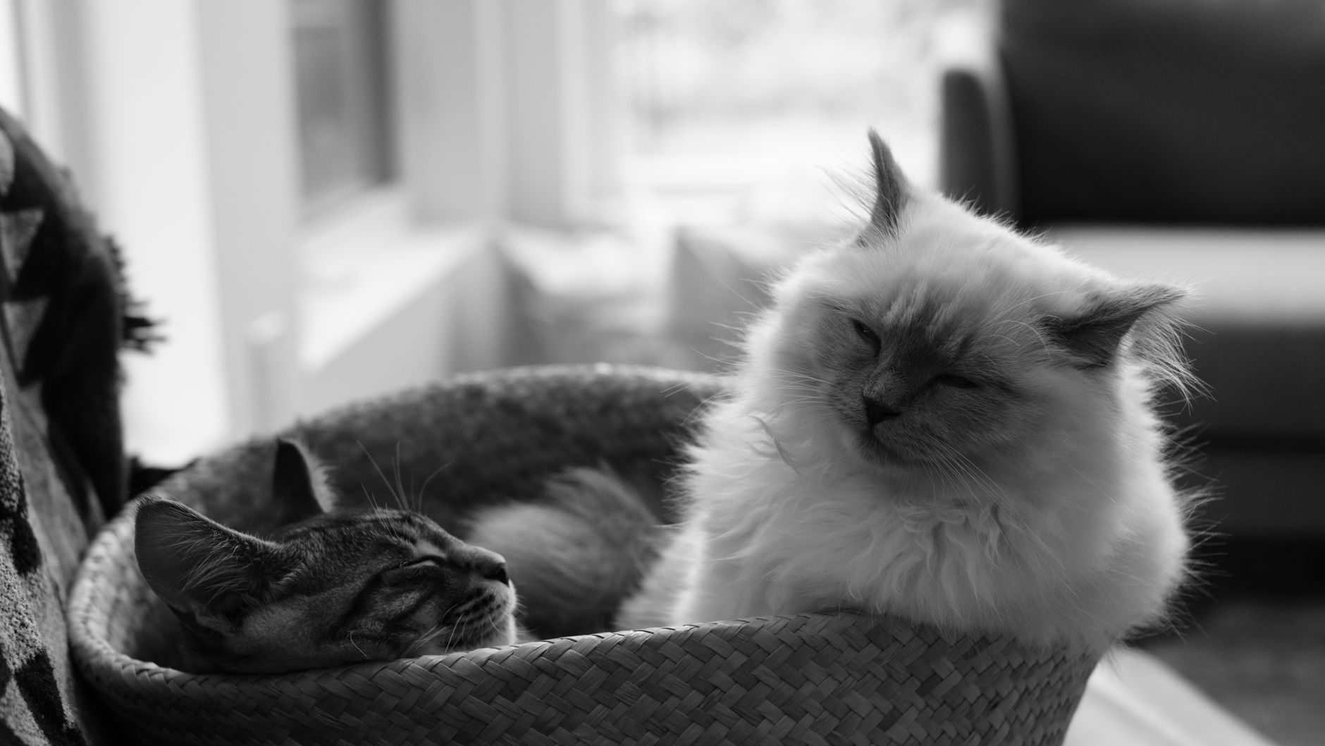 Two cats indoors