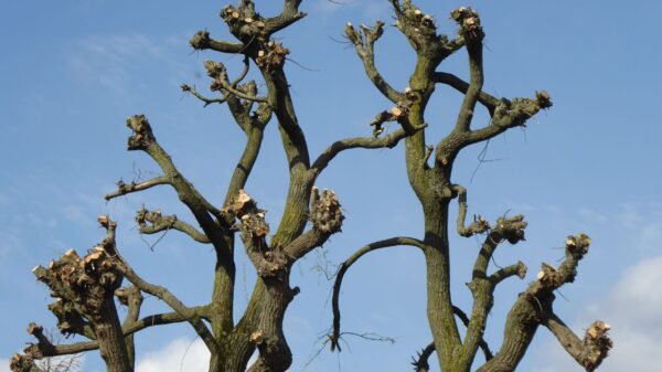 Best loppers: a gardener cutting tree branches in a yard