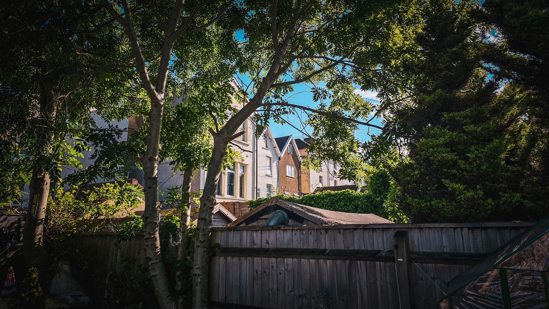 Trees and shrubs in a backyard garden