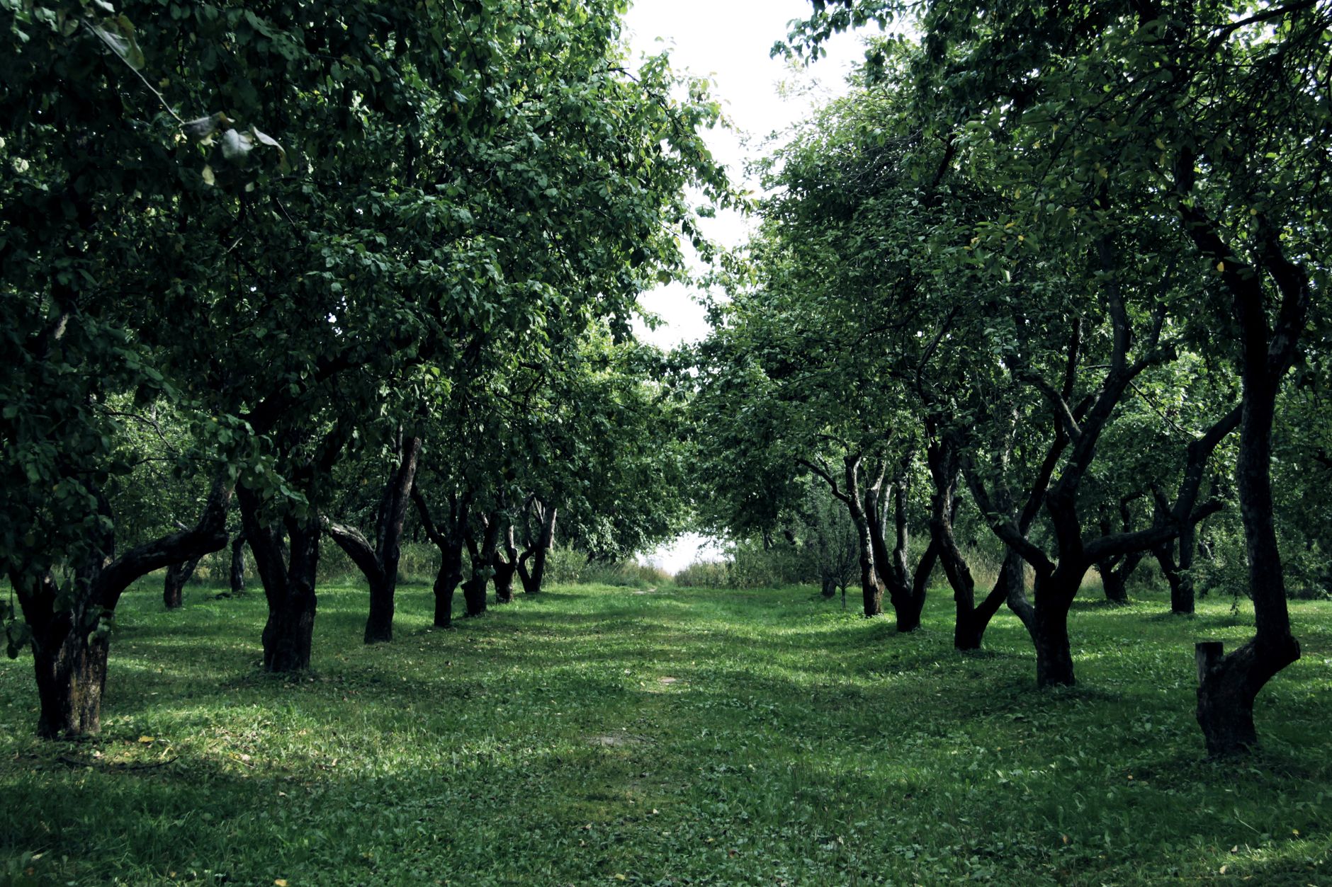 Fruit trees in a home orchard