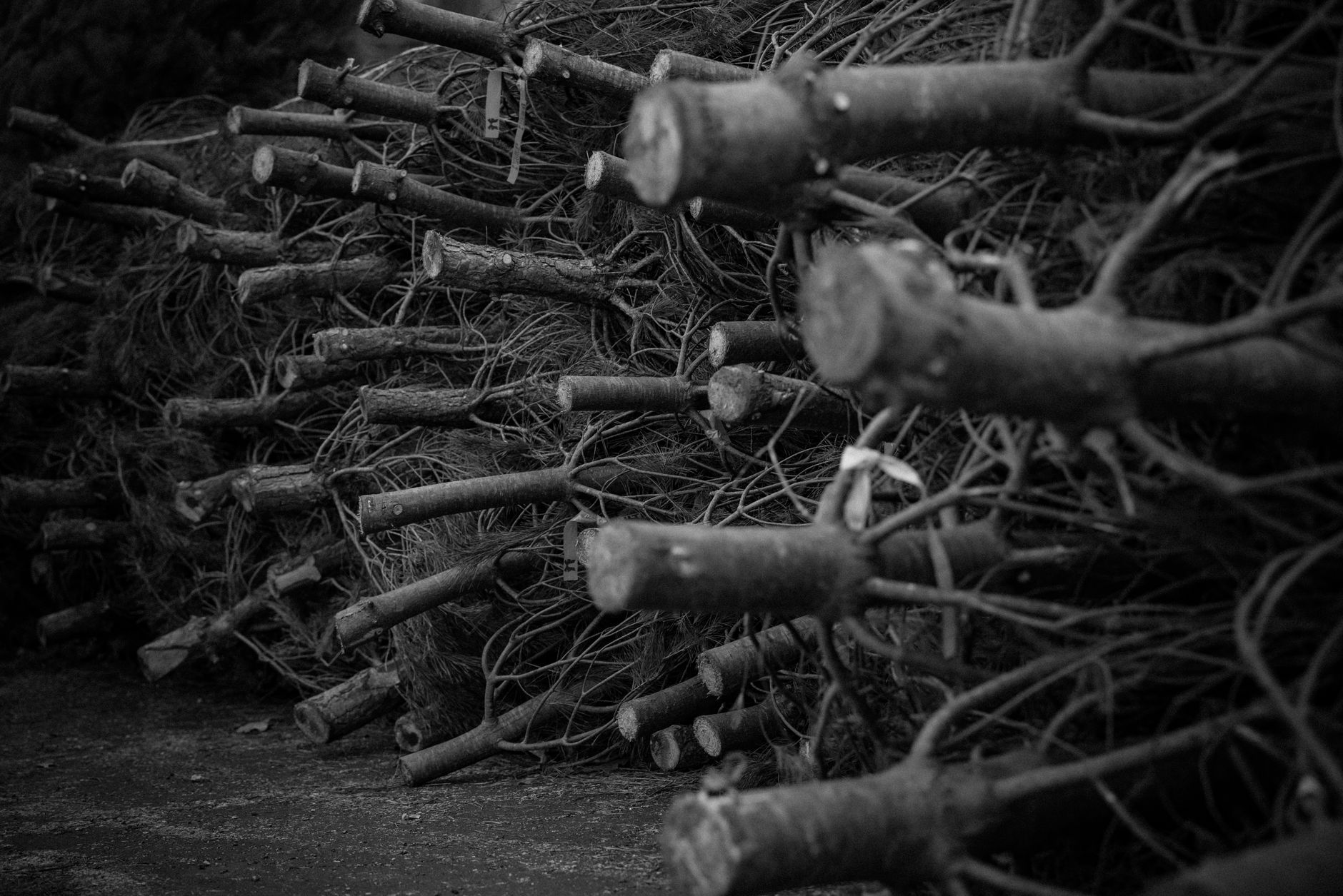A pile of cut branches in a yard