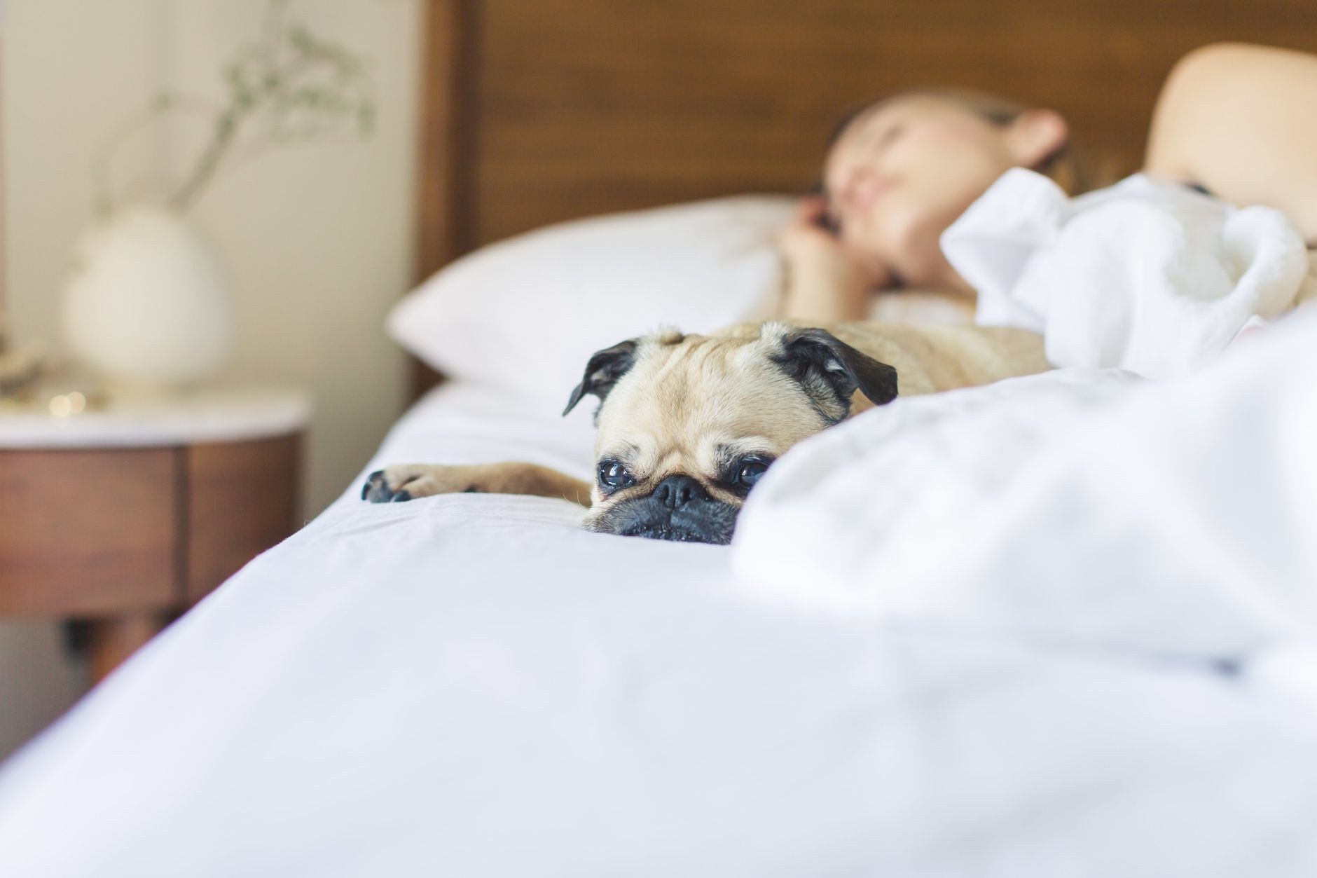 A woman sleeping beside a pug