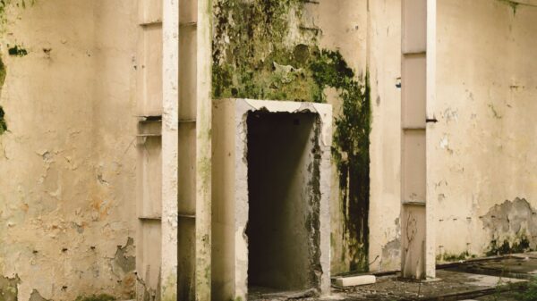 Best moisture meter: peeling paint and mold on a damp wall