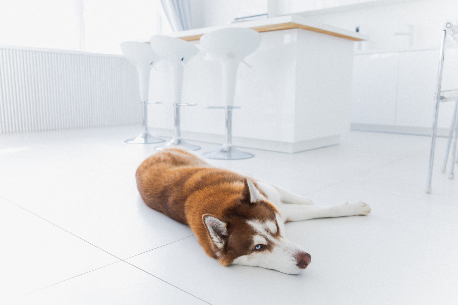 A husky lying on a white tile floor