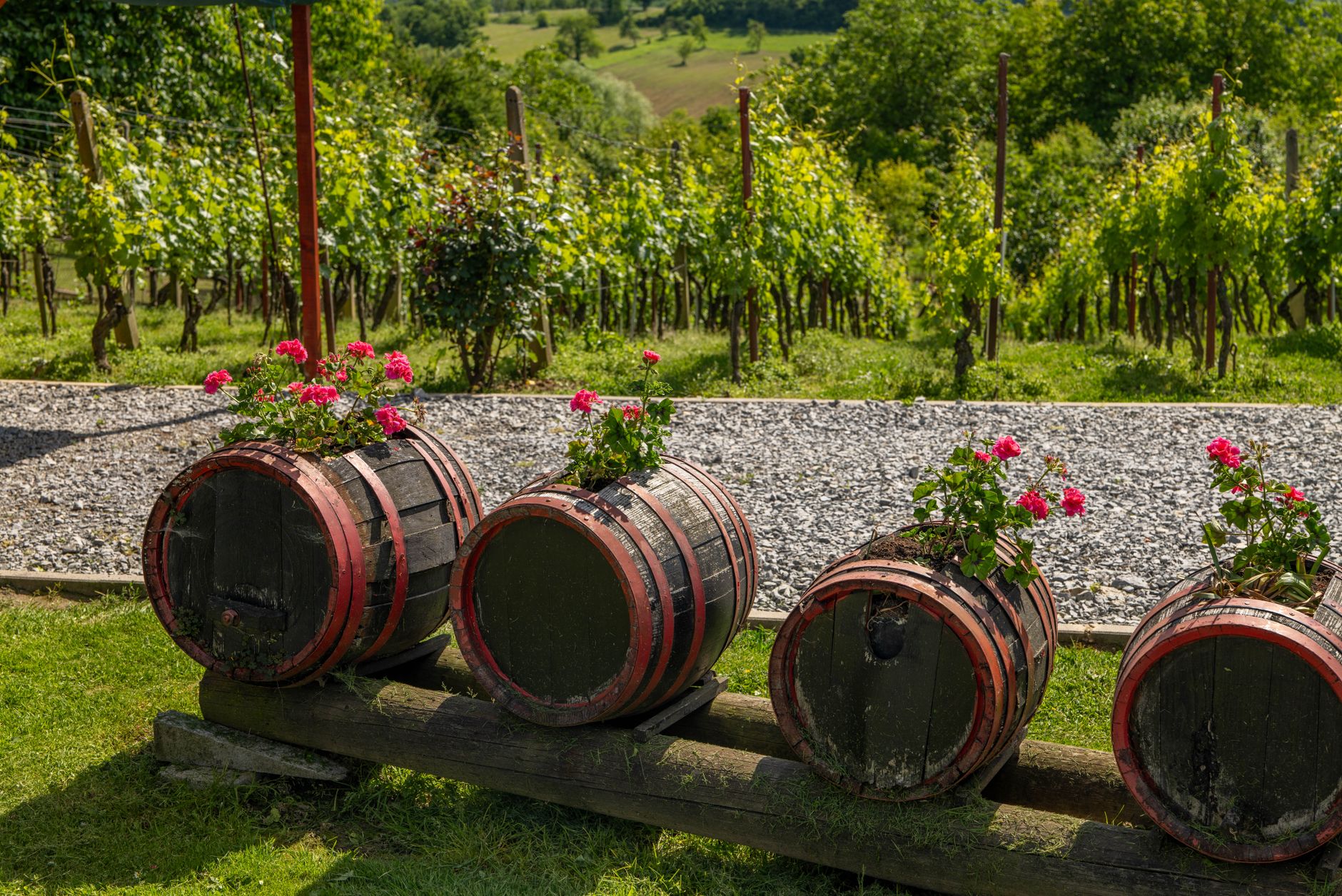 A rain barrel collecting water beside a garden