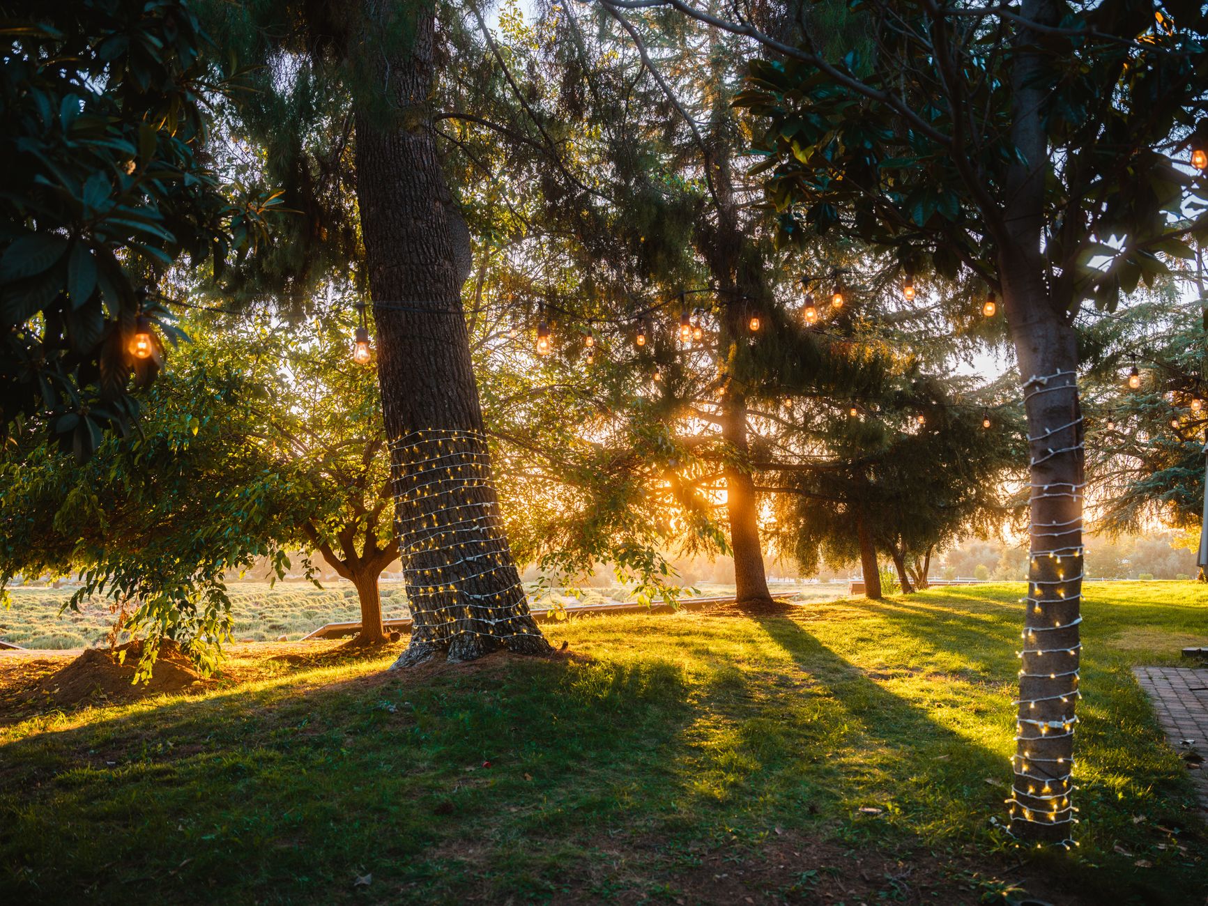 Fairy lights wrapped around tree trunks