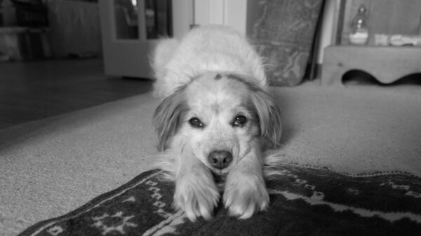 Best pet camera: a dog resting on a living room floor at home
