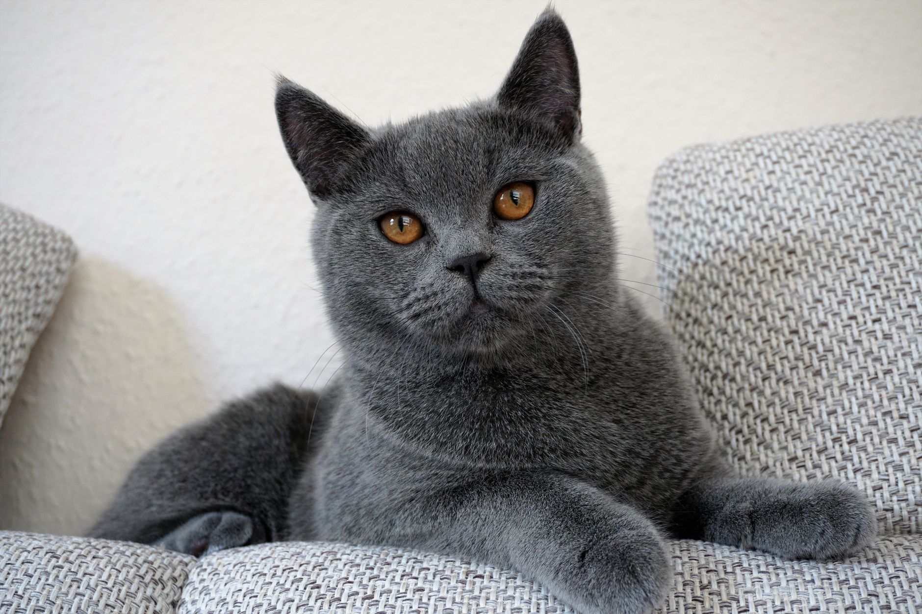 A cat sitting on a sofa in a home