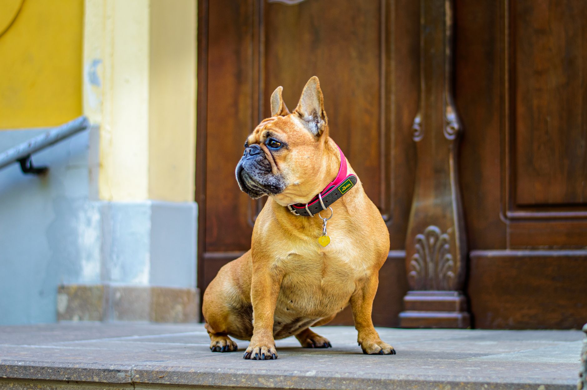 A dog waiting near a door at home