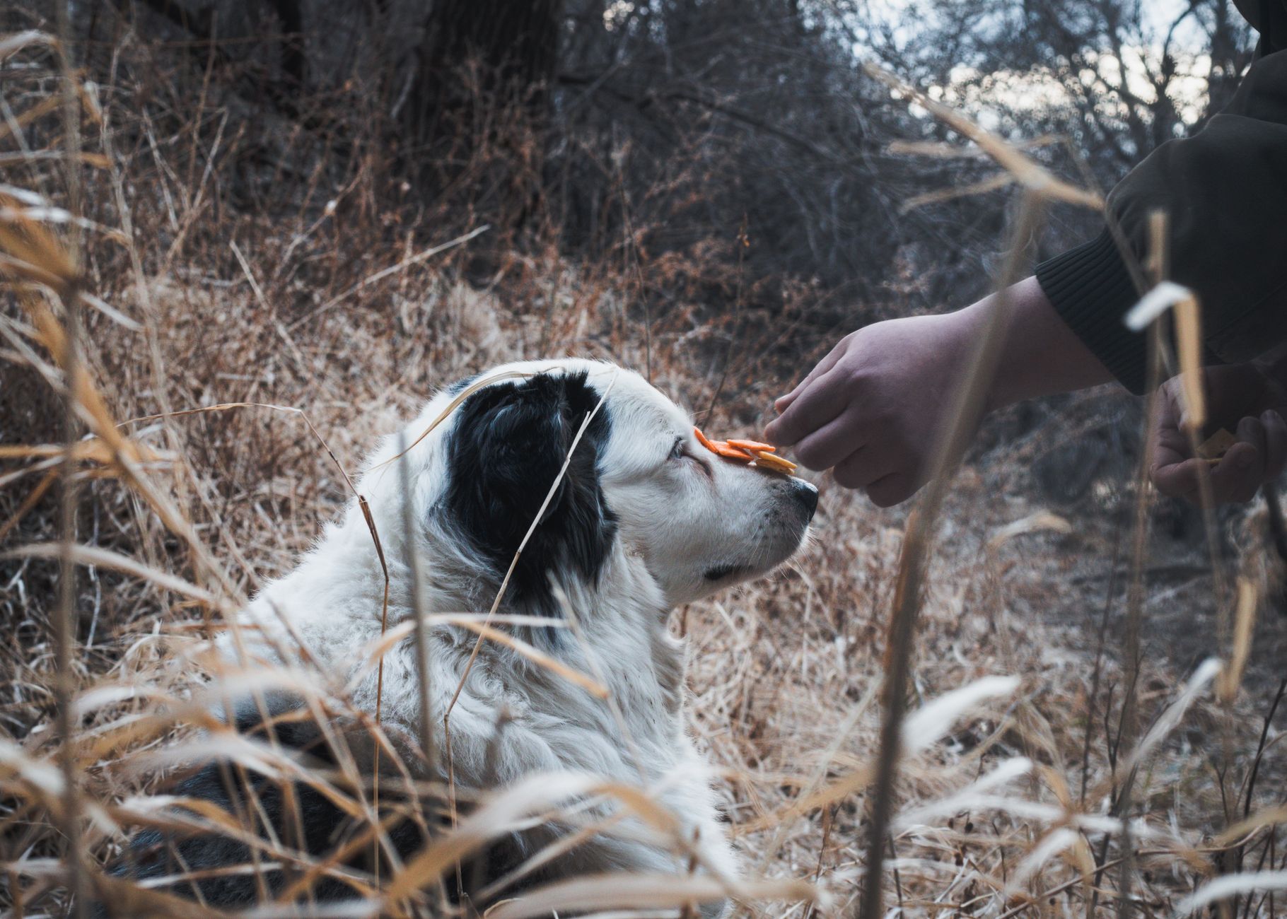 A dog being offered a treat