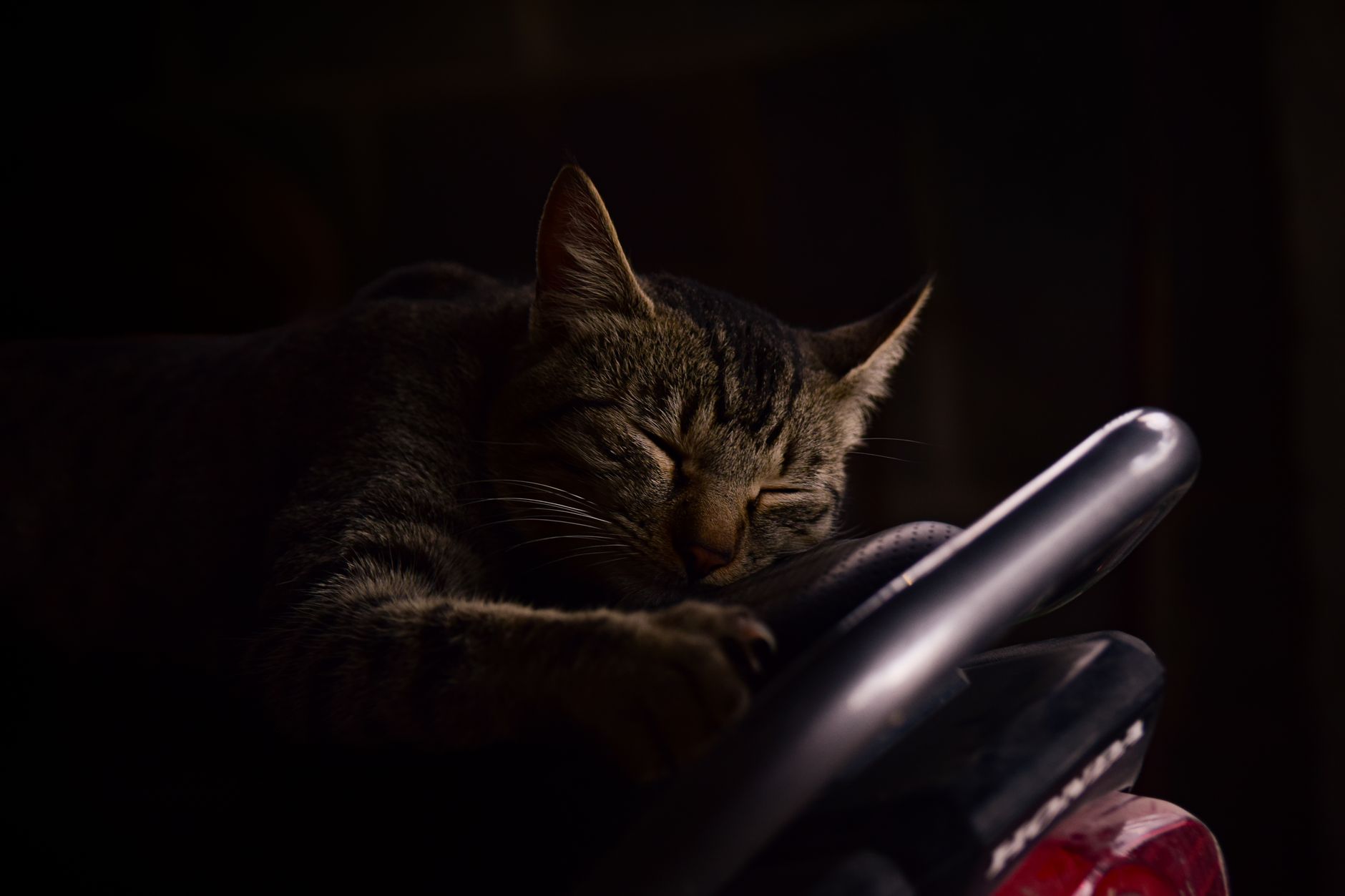 A cat resting in a dim room