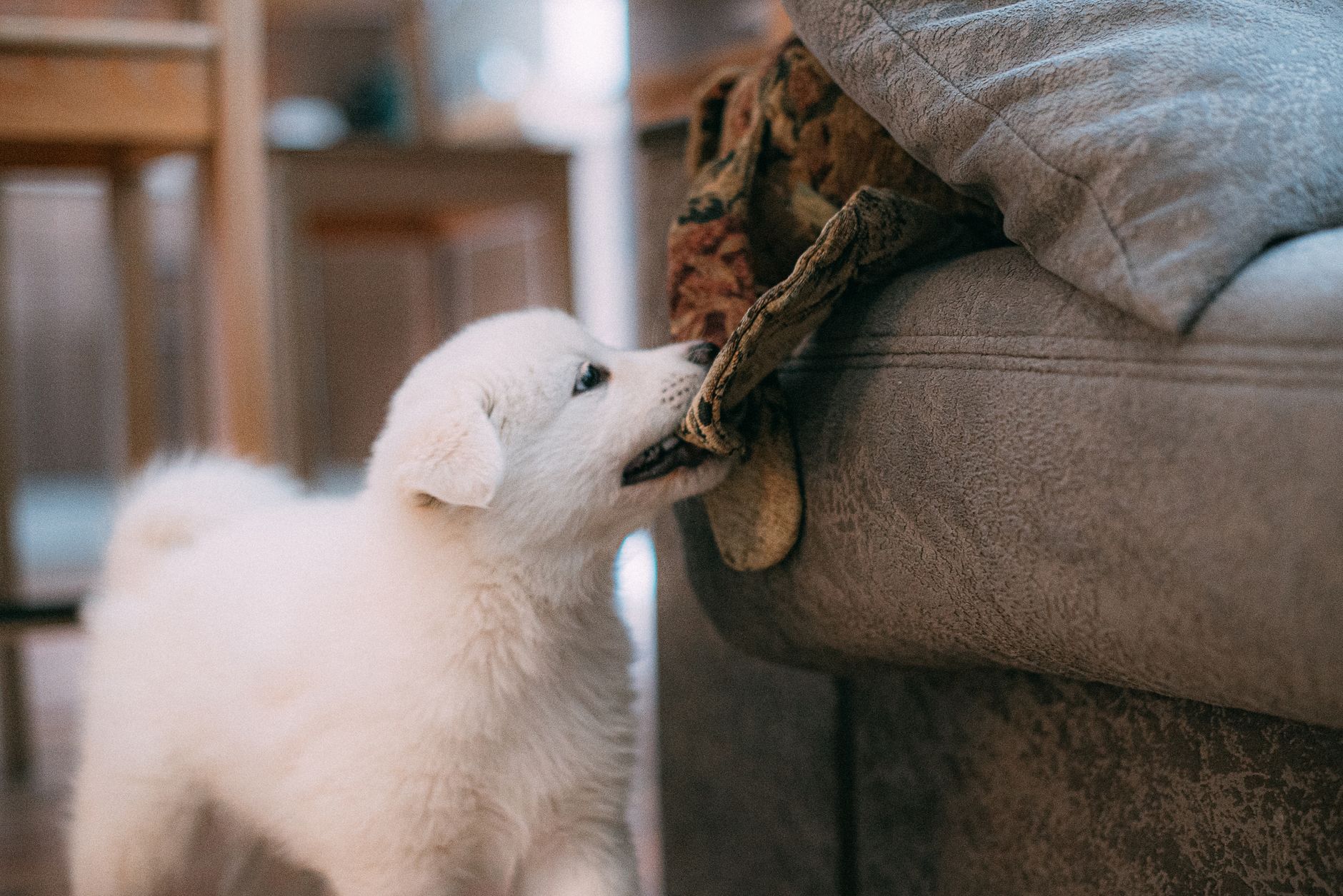 A puppy playing in a living room