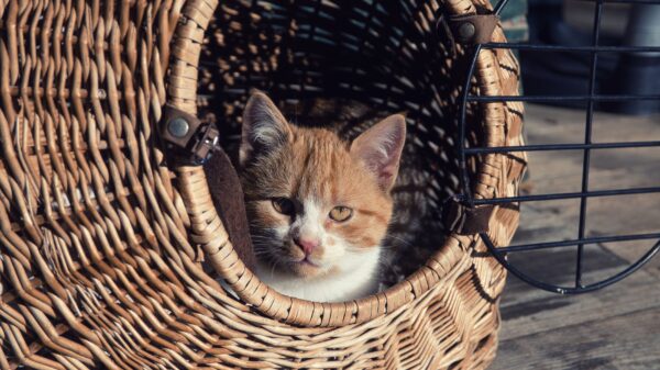 Best pet carrier: a cat resting inside a travel carrier