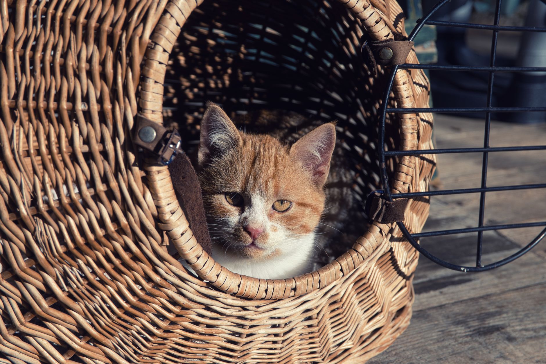 Best pet carrier: a cat resting inside a travel carrier