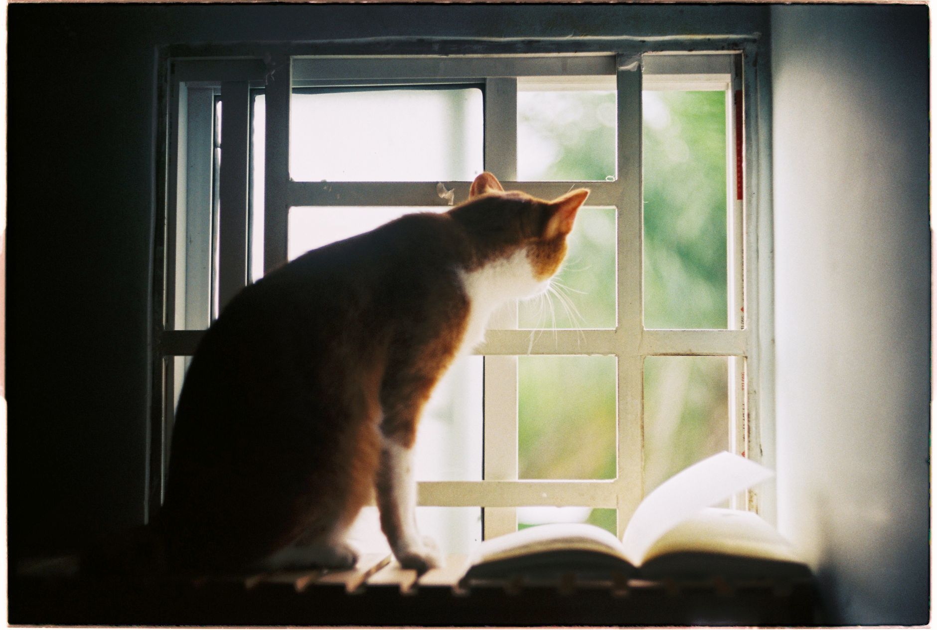 A cat sitting by a window at home