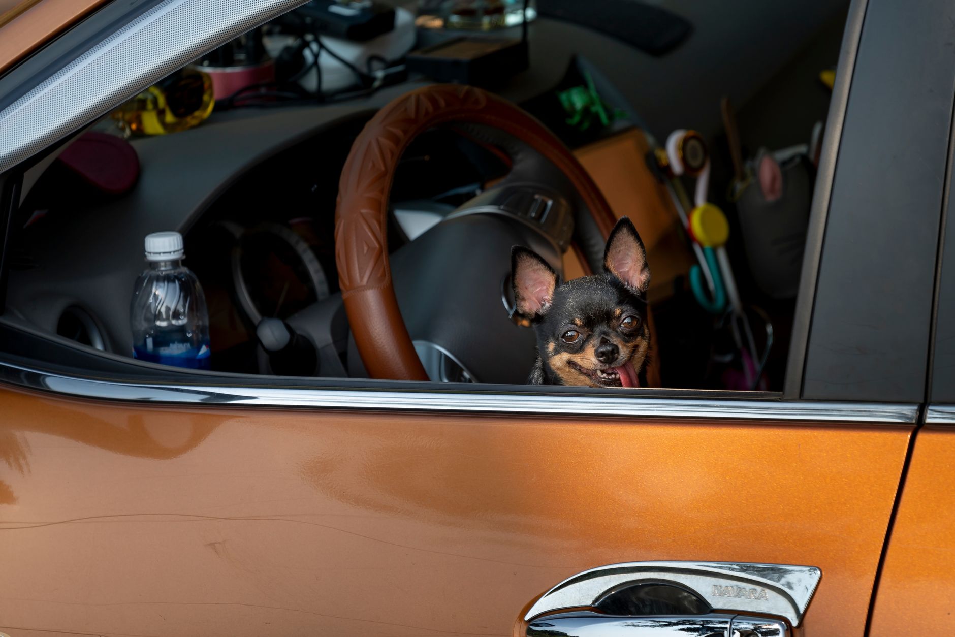A small dog riding in the back seat of a car