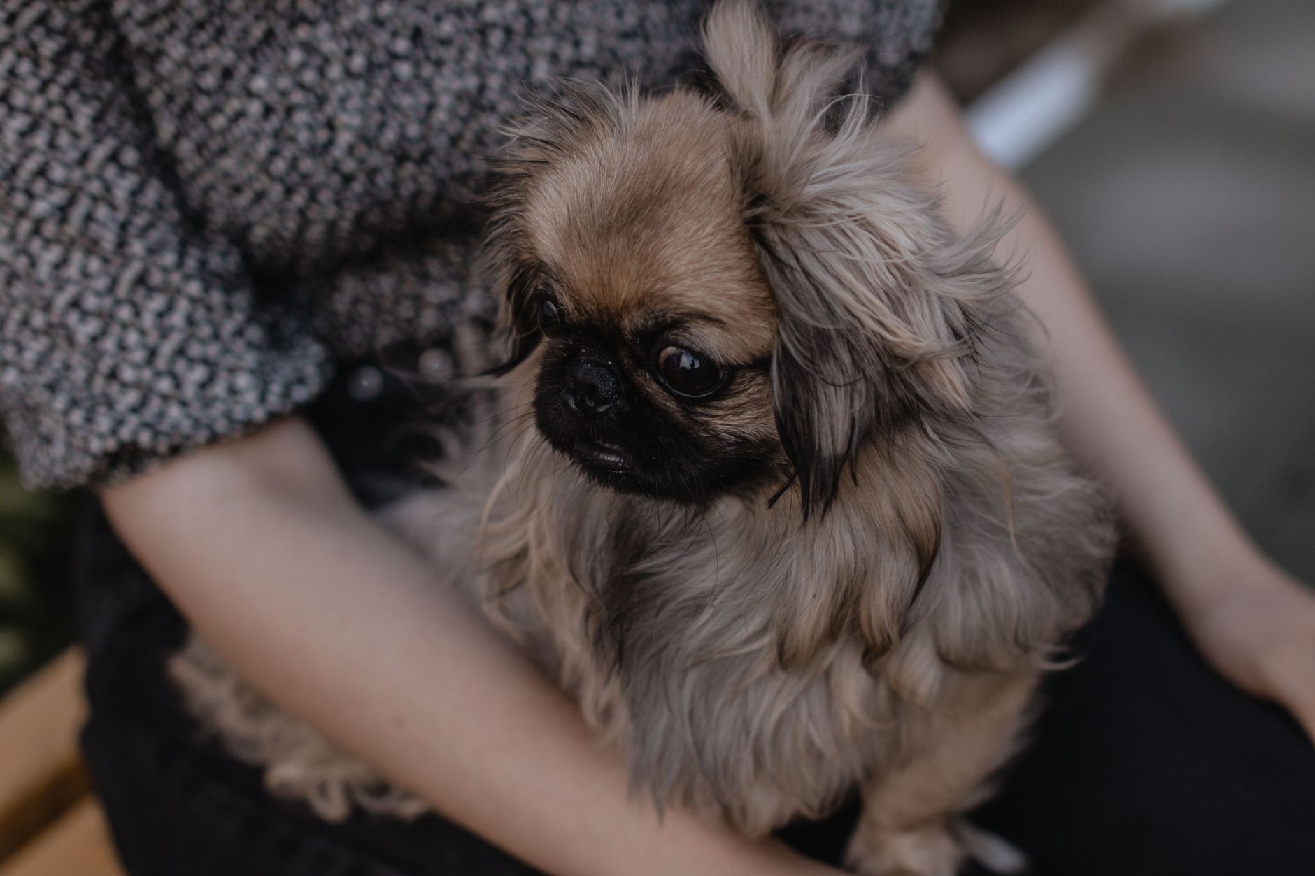 A small dog sitting on its owner’s lap
