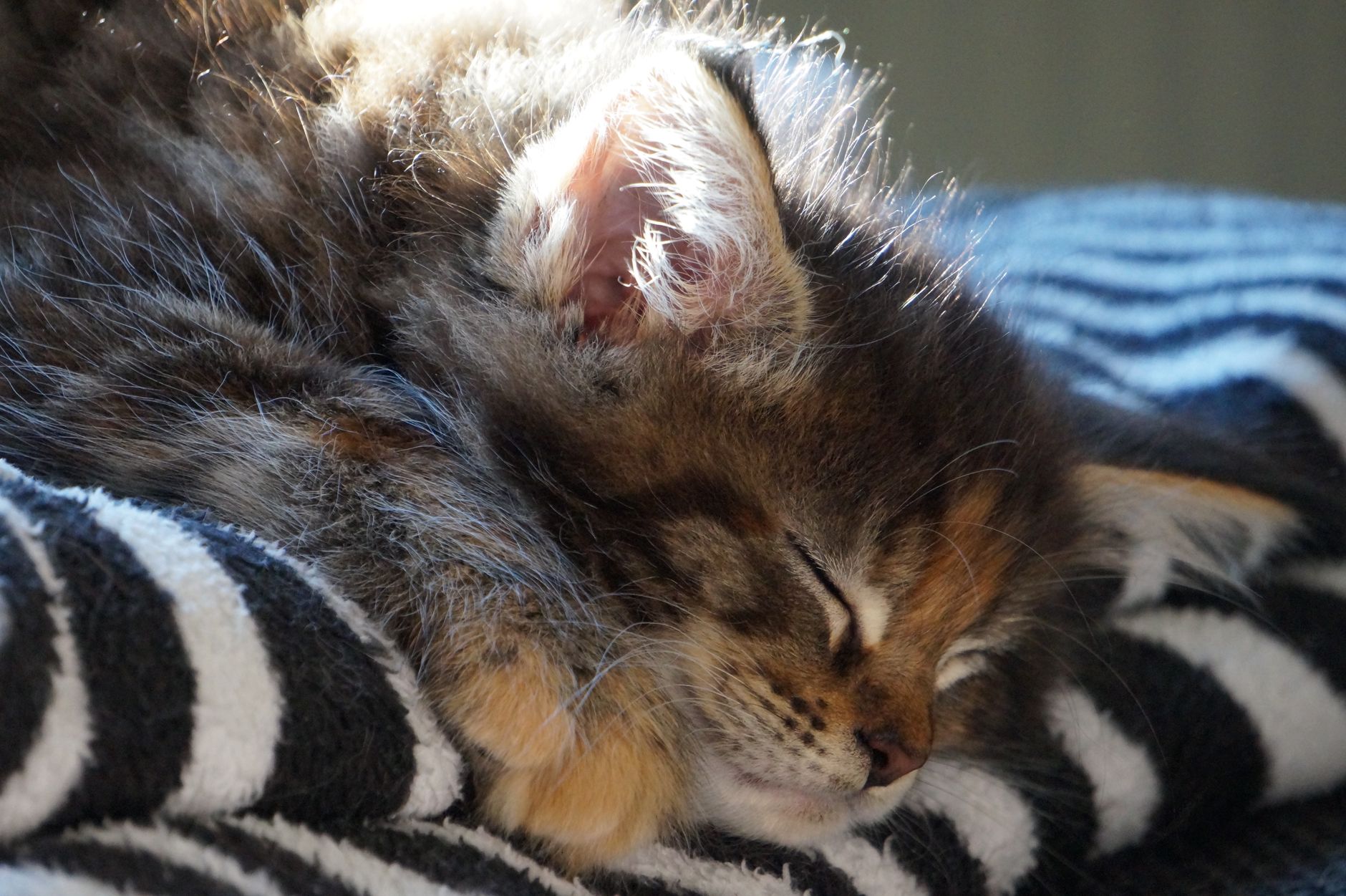 A kitten asleep on a soft blanket