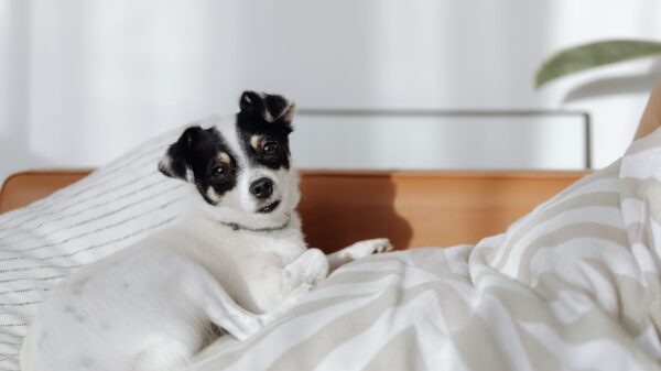 Best pet stairs: a small dog resting on a bed