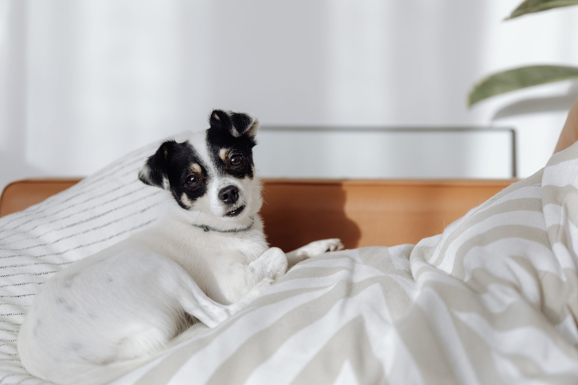 Best pet stairs: a small dog resting on a bed