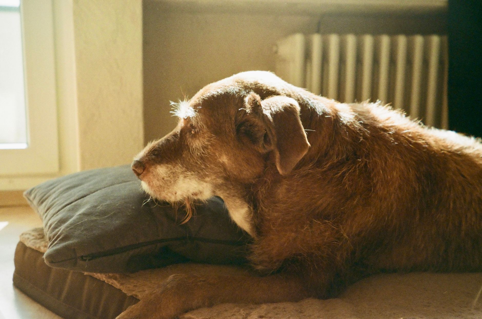 An older dog resting at home