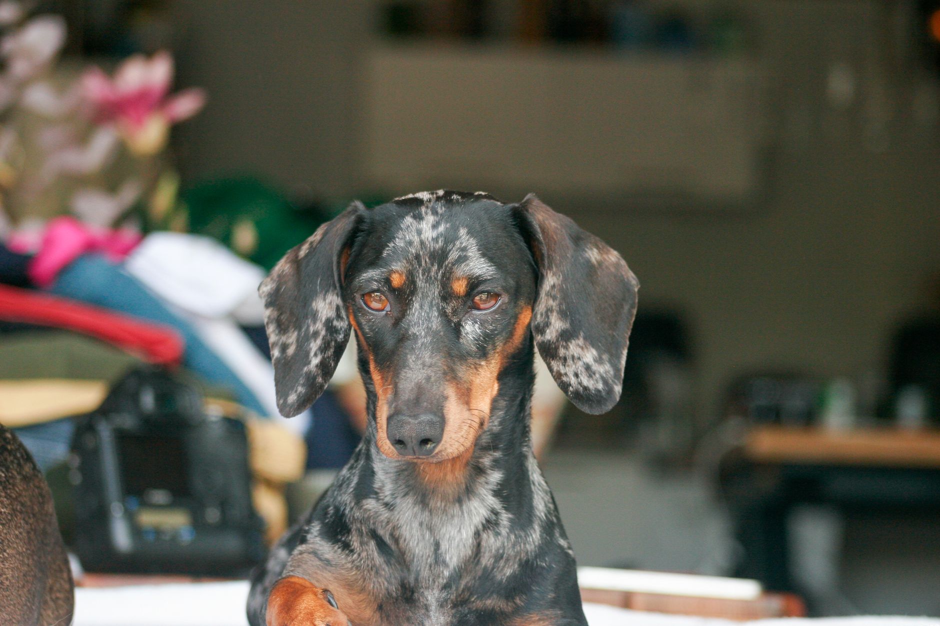 A short-legged dog at home