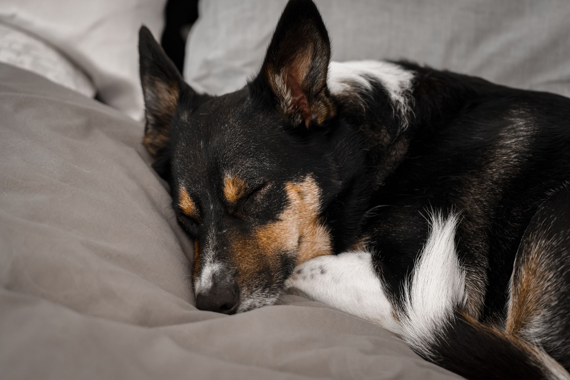 A dog sleeping in a bedroom