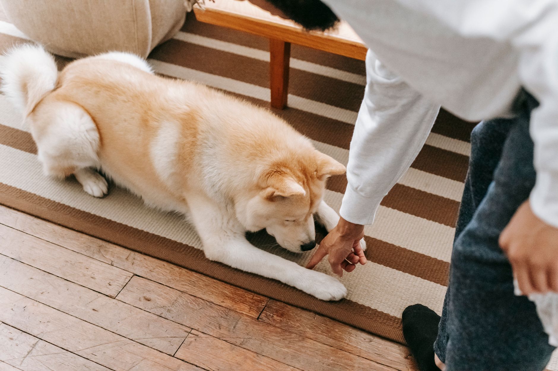 Best pet vacuum guide: a dog lying on a rug with its owner