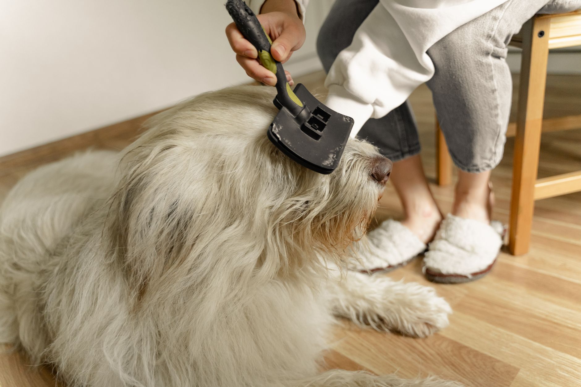 Person brushing a pet