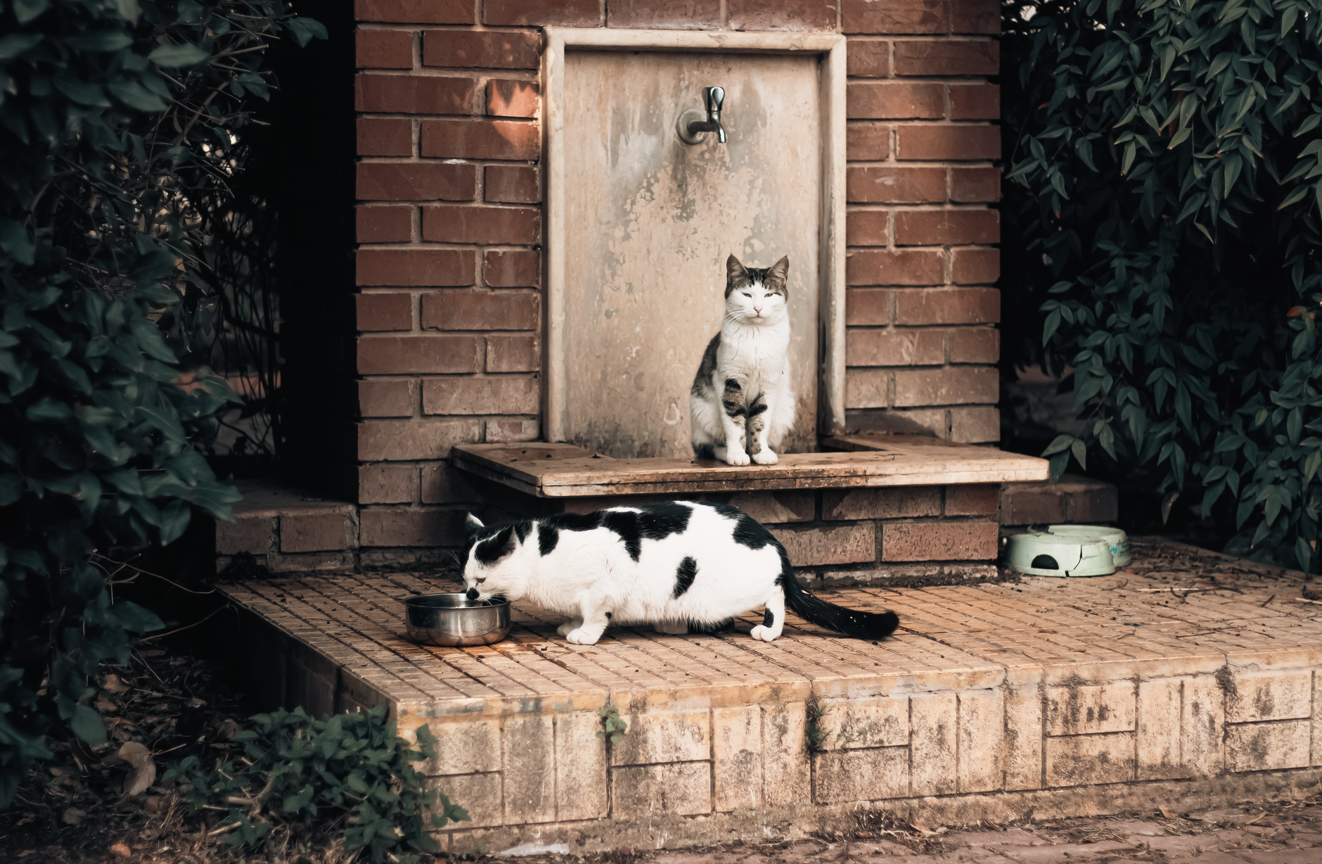 Best pet water fountain: cats near an outdoor water spout