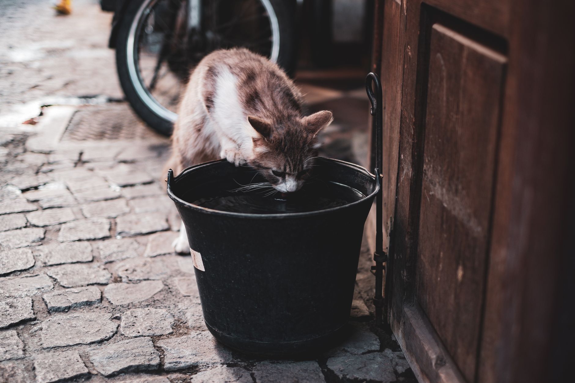 A cat drinking from a bucket of water