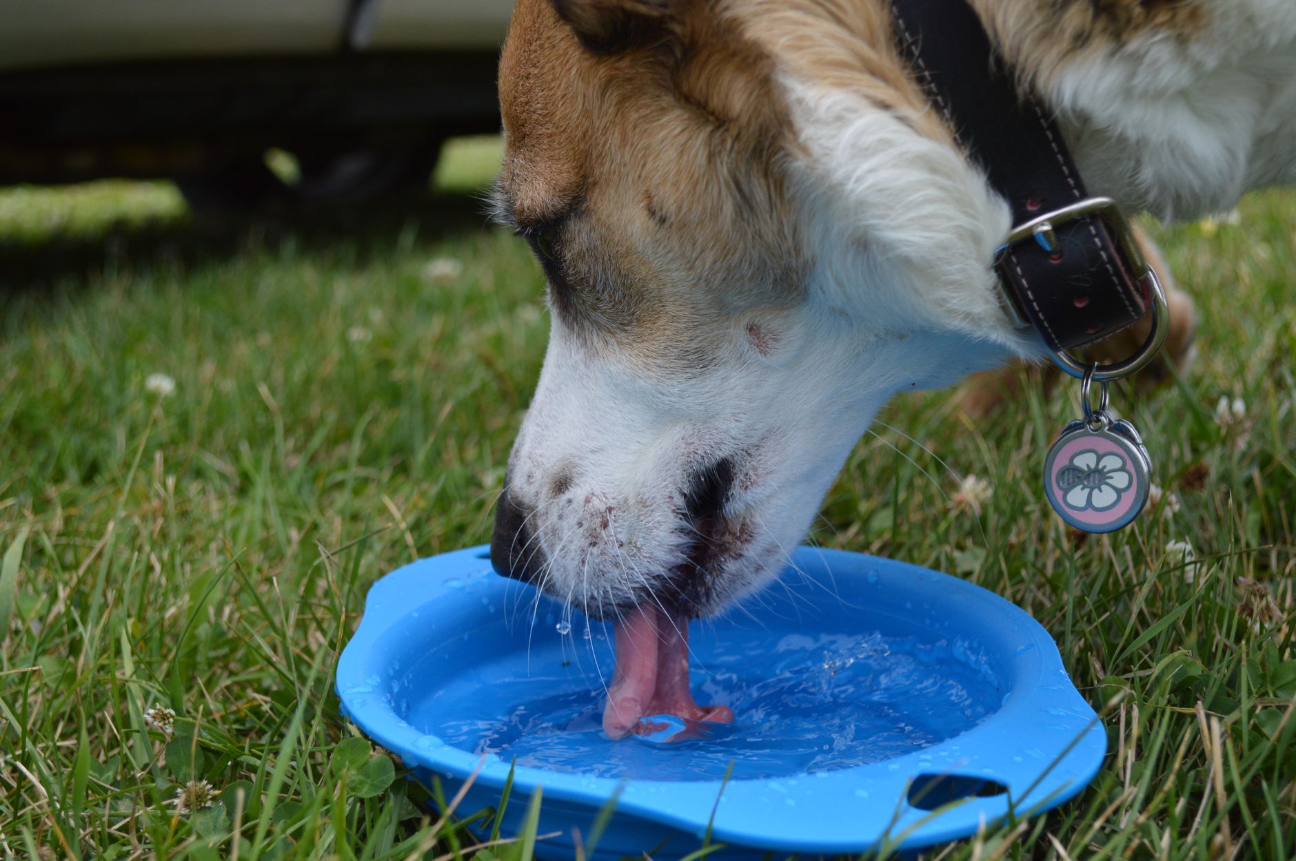 A dog drinking from a blue water bowl
