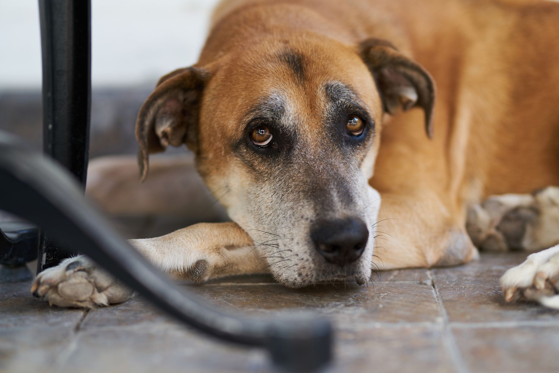 A dog resting on a tiled floor