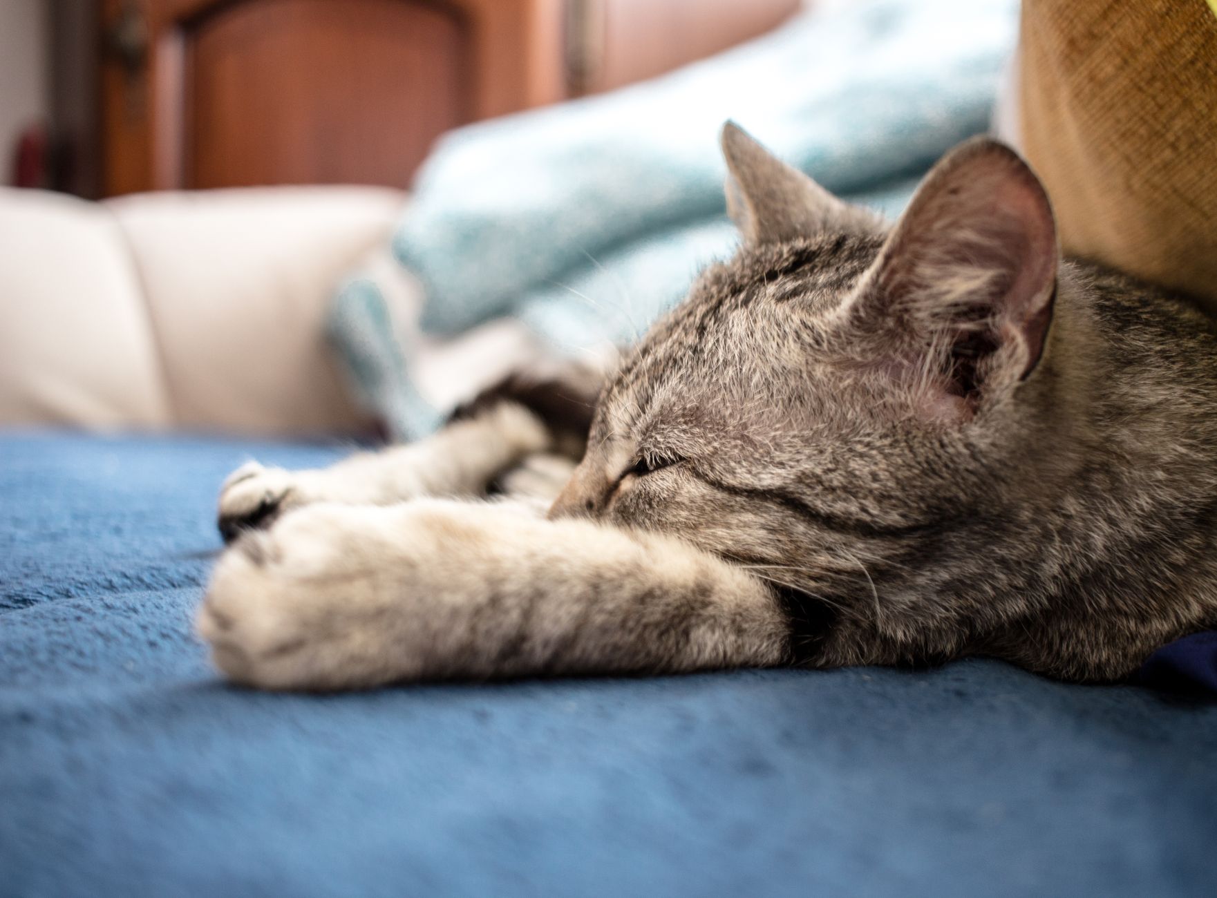 A cat sleeping on a couch