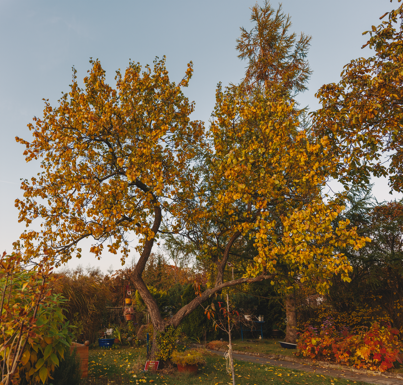 A backyard with trees in autumn
