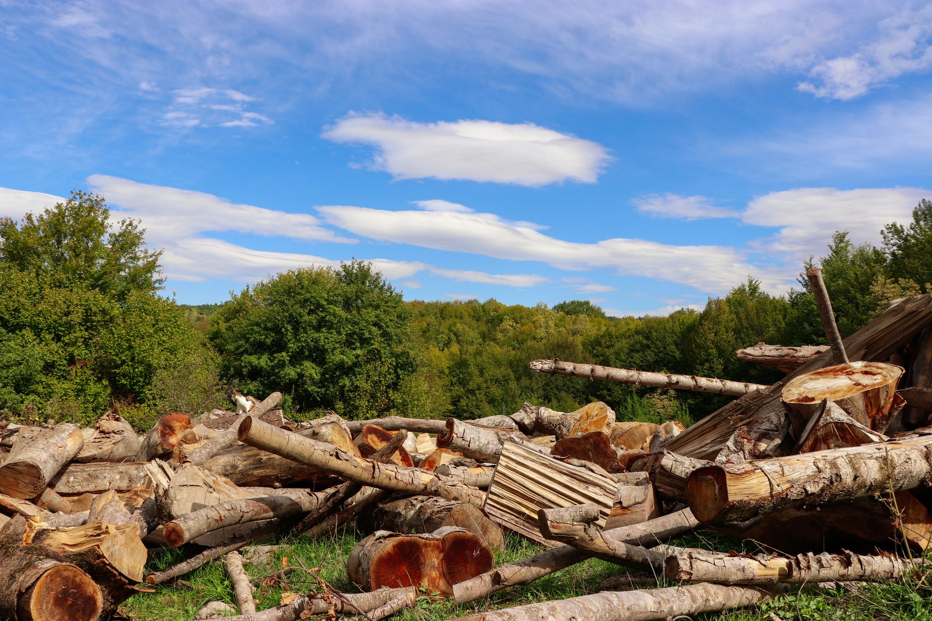 A pile of cut branches in a yard