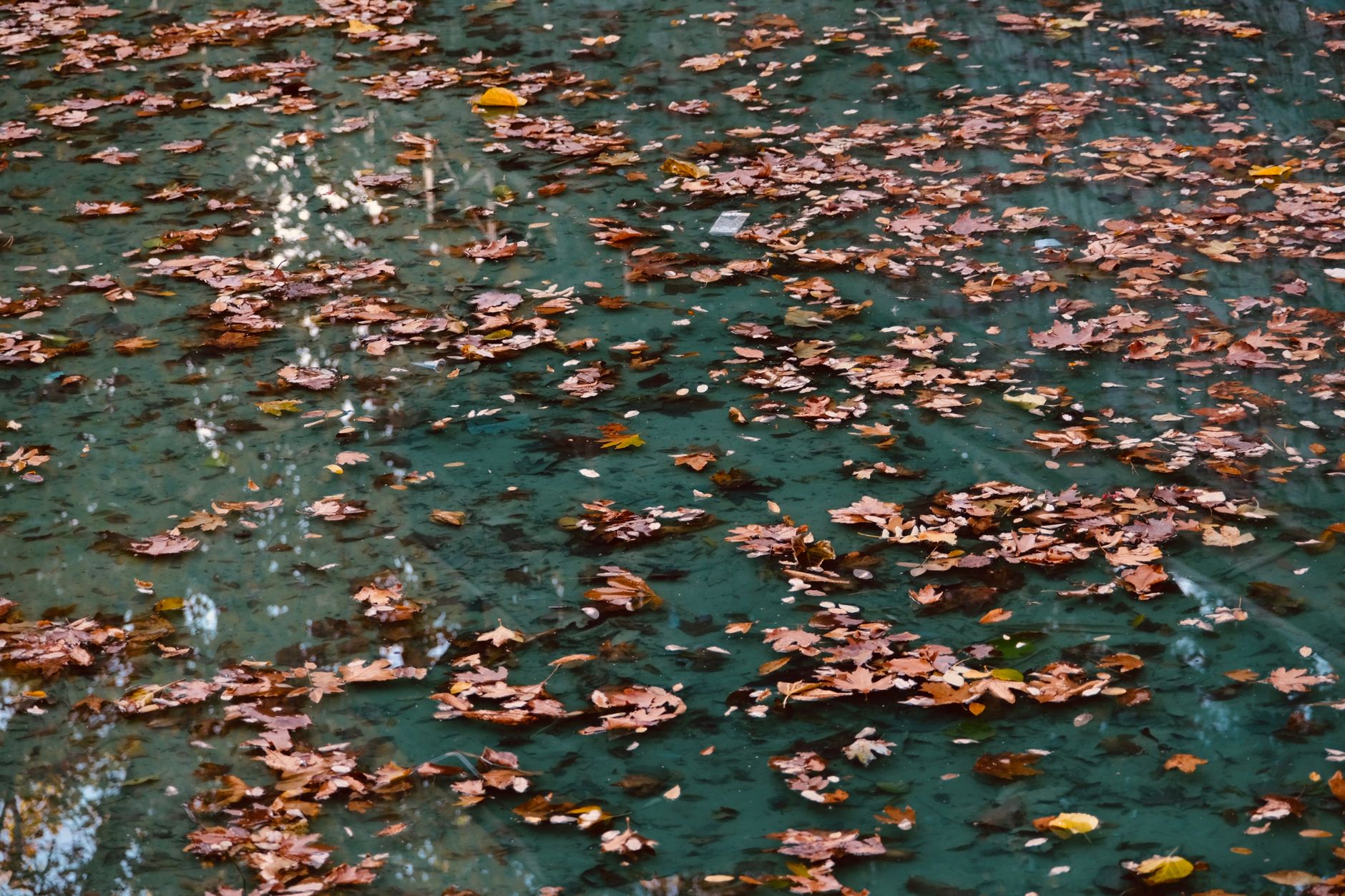 Leaves floating on pool water