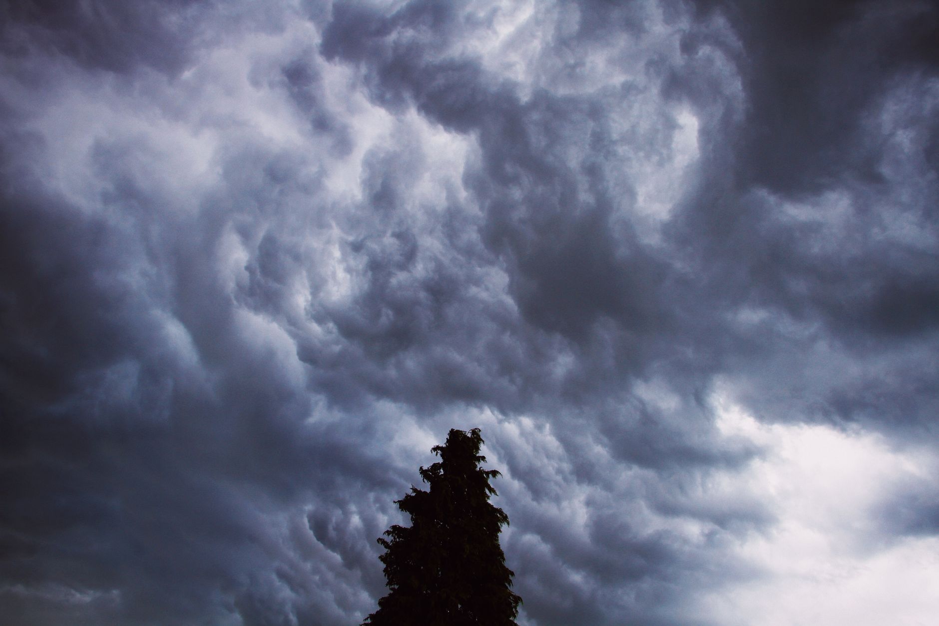 Trees bending in the wind under a stormy sky