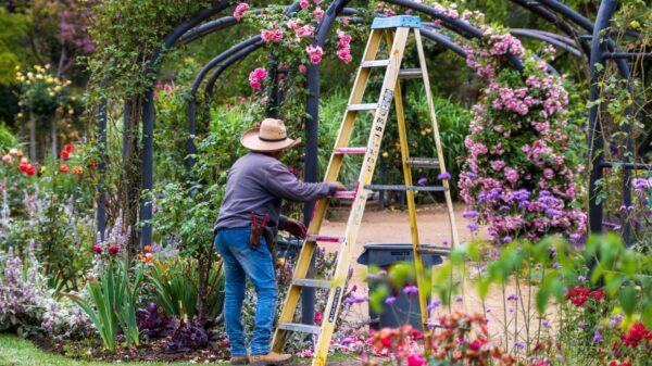 Best pruning shears: a gardener trimming a rose bush