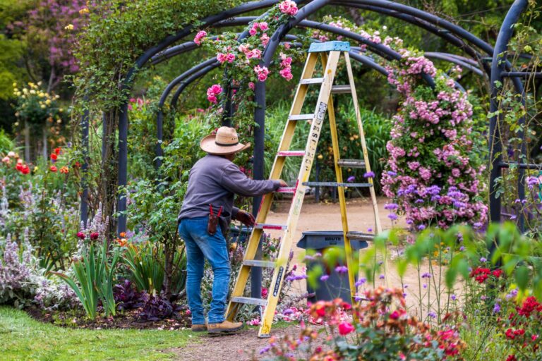 Best pruning shears: a gardener trimming a rose bush