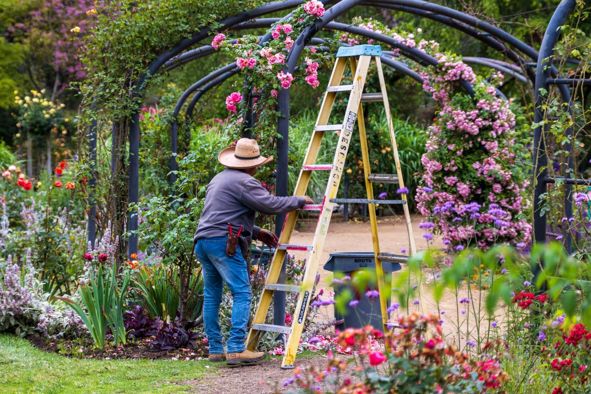 Best pruning shears: a gardener trimming a rose bush