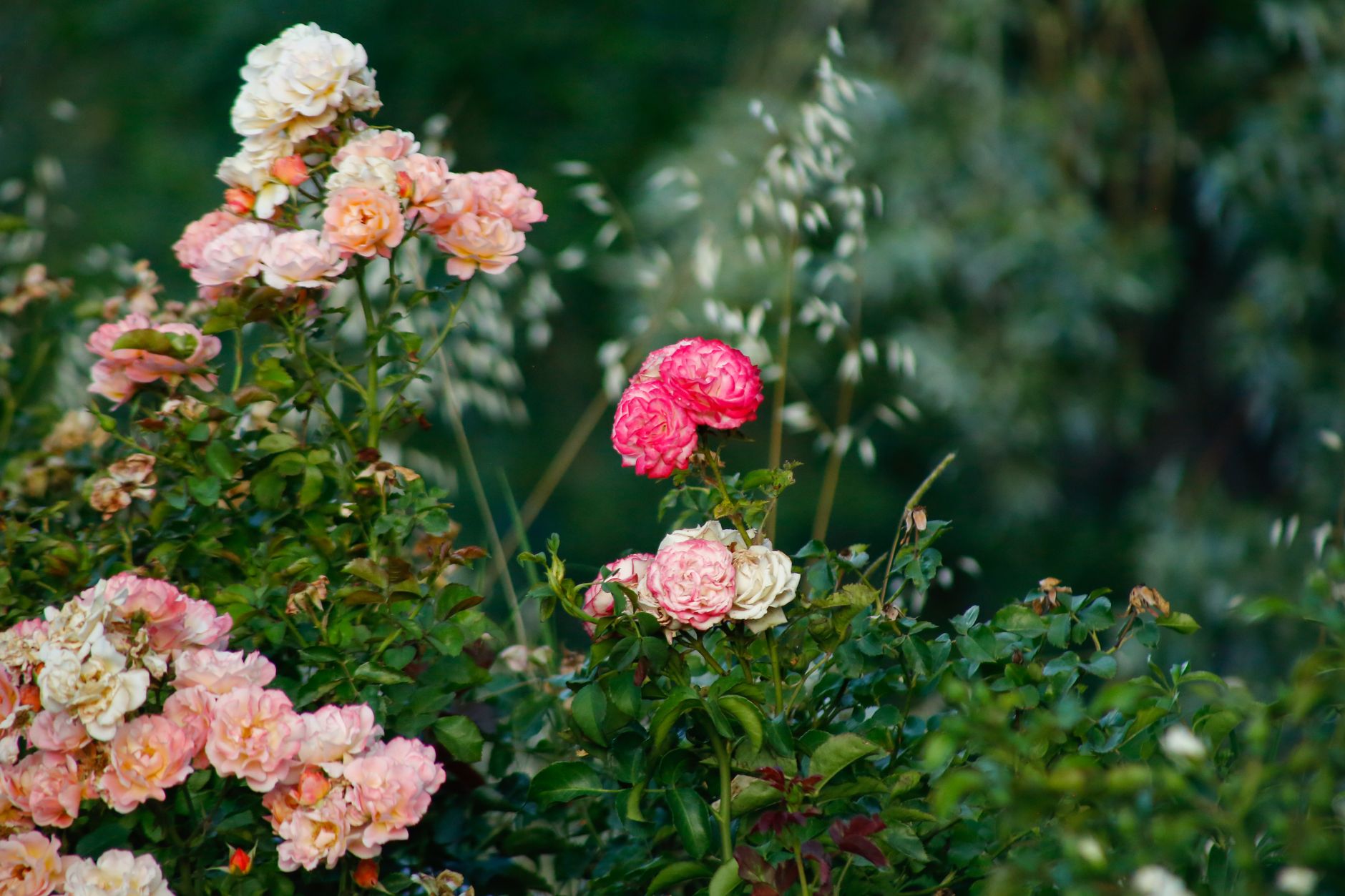 A flowering rose bush in a garden bed