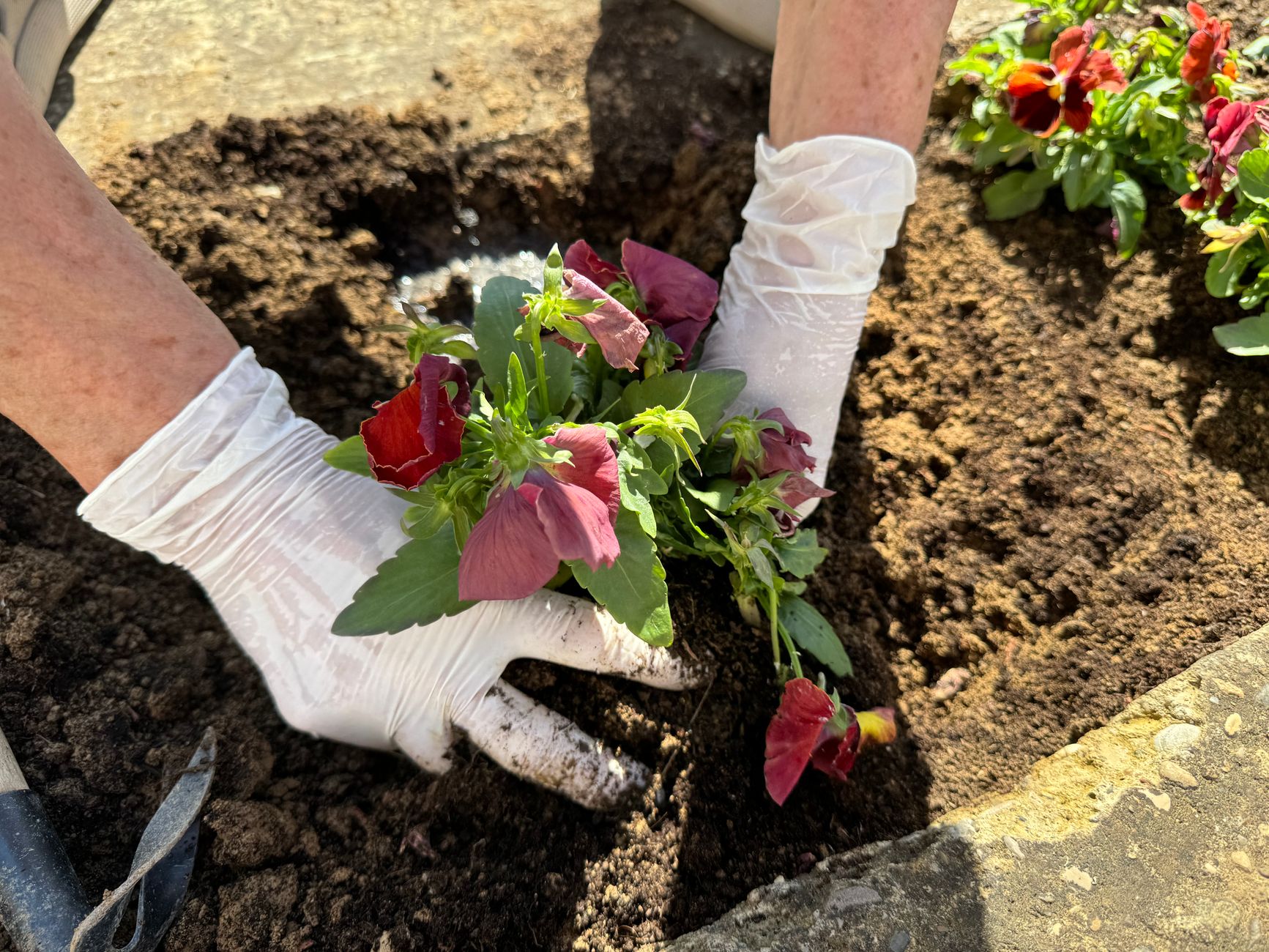 Gloved hands working in a garden