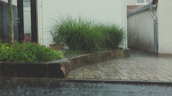 Best rain barrel: collecting rainwater for the garden